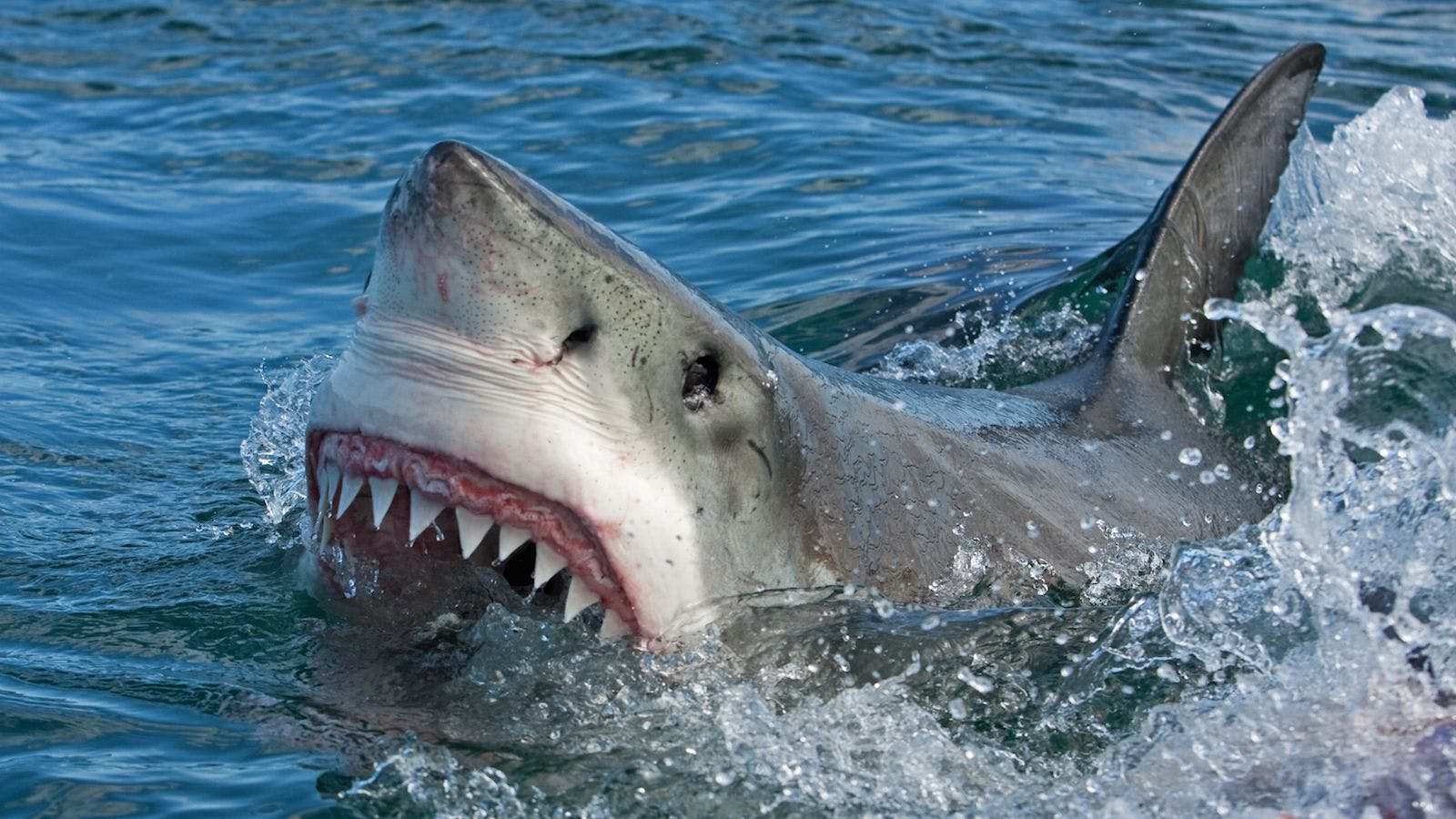 What Sharks Reveal About Tooth Regeneration