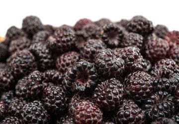 Animal Study Shows that Black Raspberries Fight Oral Cancer