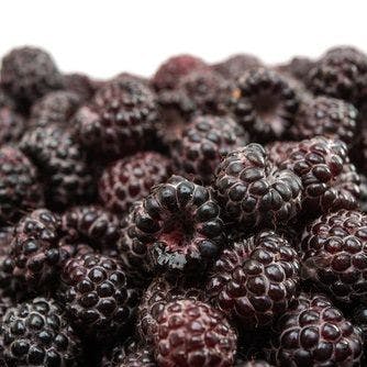 Animal Study Shows that Black Raspberries Fight Oral Cancer