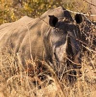 On Safari: See Rhinos in Zambia