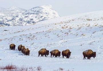 Bison | 	Image Source: National Park Service
