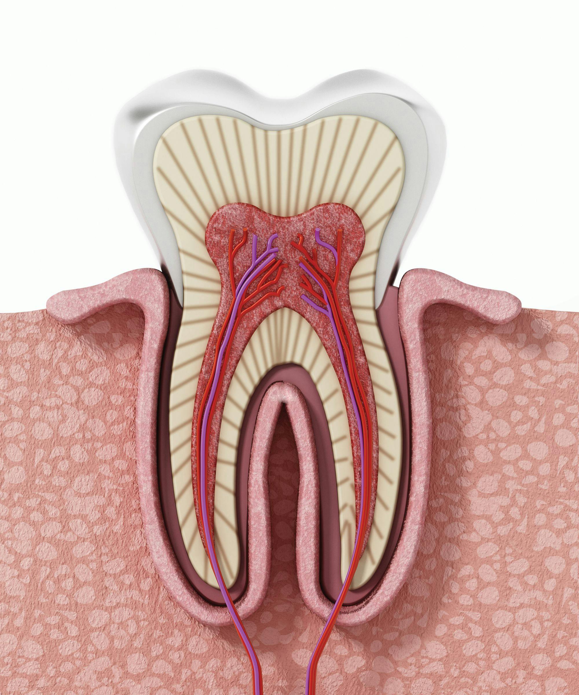 Vital Pulp Therapy in Mature Permanent Teeth: A Paradigm Shift. Image courtesy of destina/stock.adobe.com. 