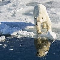Plan Ahead: Watch Polar Bears in Canada in October