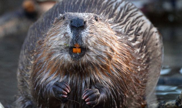 New study finds beaver teeth could provide insight on human tooth decay