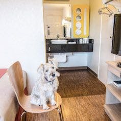 National Pet Day: Hotels that Welcome Your Furry Friends