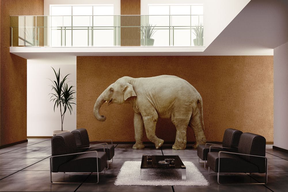 Trust can be the Elephant in the Room (or Practice). Photo courtesy of Victor zastol'skiy/stock.adobe.com. 