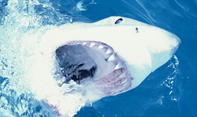 Everything we need to know about teeth, we learned from Shark Week