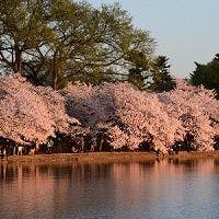 See Washington, DC's Other Cherry Blossoms
