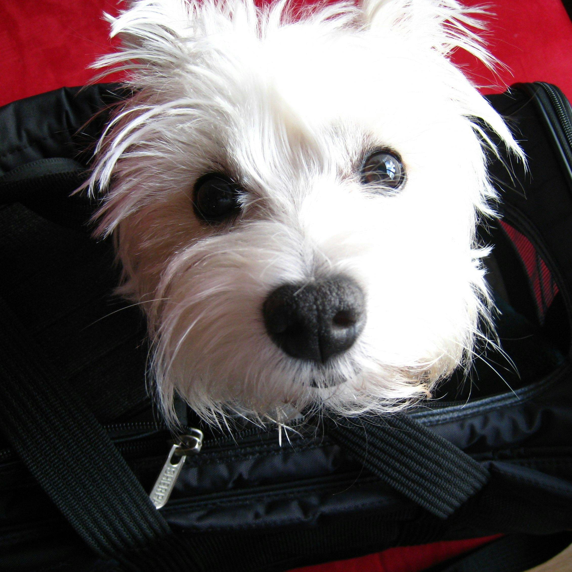 There are several key steps in preparing your dog for a safe and pleasant journey, according to our travel writer. (Photo courtesy of Candyce H. Stapen)