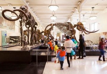 American Museum of Natural History | Image Source: Marley White