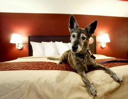 Travel with Pets: 3 Pet-friendly Hotel Chains