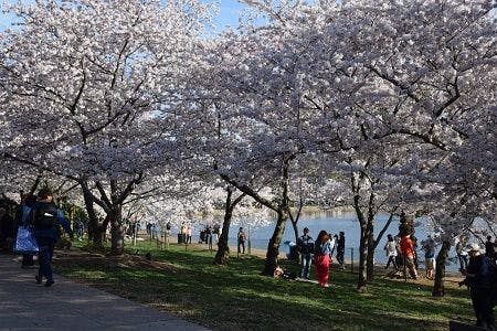 Lifestyle, Travel, Washington DC, cherry blossoms