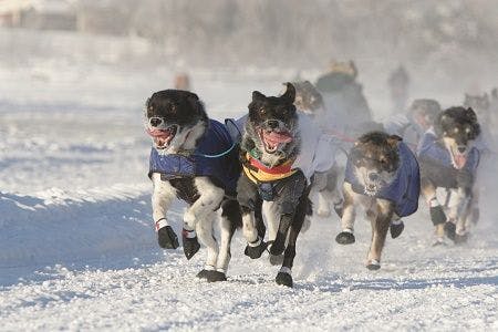 Sled dogs, alaska