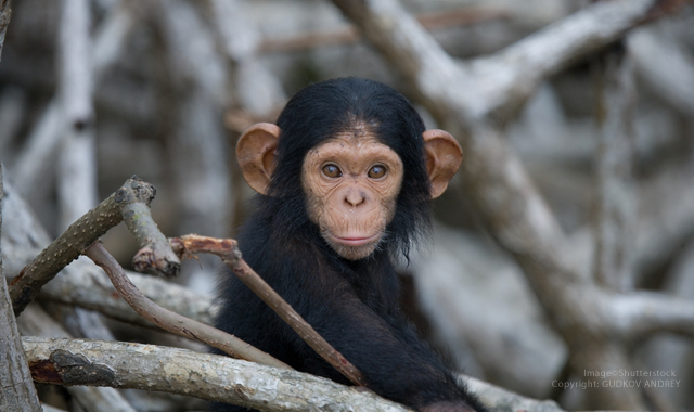 DentalEZ® donates equipment and supplies to Project Chimps Organization