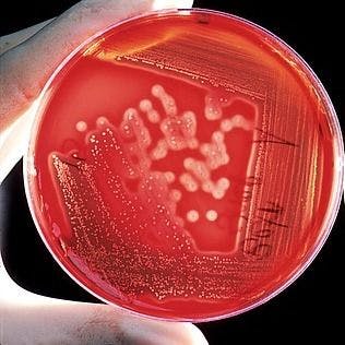 Effects of Triclosan Might Influence Antibiotic Resistance