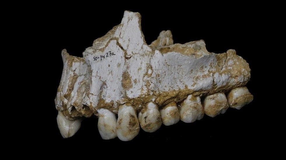 5 Amazing Things Anthropologists Learned from Teeth | Image Credit: Paleoanthropology Group MNCN-CSIC