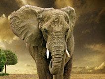 The elephant in the room: Battling the emotional toll of embezzlement in the dental practice