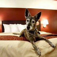 Travel with Pets: 3 Pet-friendly Hotel Chains
