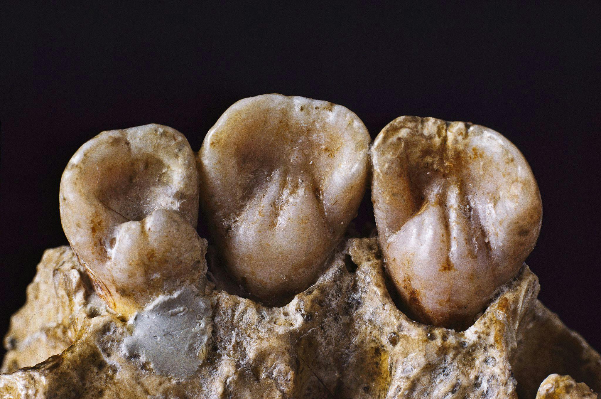 5 Amazing Things Anthropologists Learned from Teeth